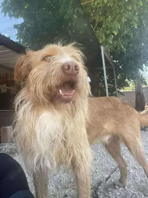 GRIZZY wünscht sich ein Zuhause im Glück Bild 5