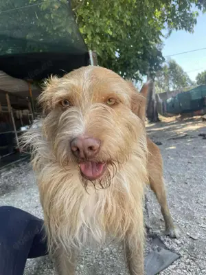 GRIZZY wünscht sich ein Zuhause im Glück Bild 8