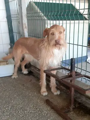 GRIZZY wünscht sich ein Zuhause im Glück Bild 9