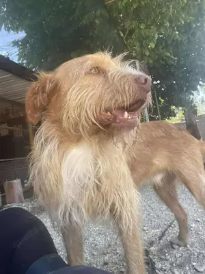 GRIZZY wünscht sich ein Zuhause im Glück Bild 10