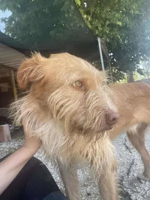 GRIZZY wünscht sich ein Zuhause im Glück Bild 11