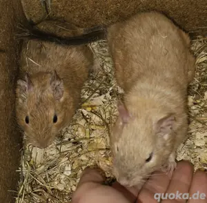 Degus suchen ein Zuhause