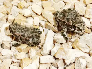 Wechselkröte bufotes viridis NZ 2025