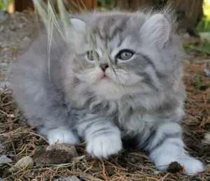 Kleine Hobbyzucht hat wunderschöne BKH kitten in liebevolle Hände abzugeben 