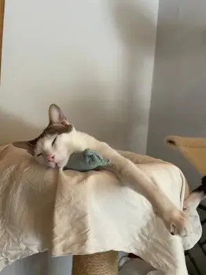 Caspar und Milo  Virneburg (ALO) Bild 9