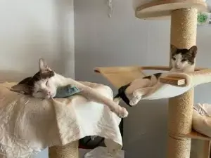 Caspar und Milo  Virneburg (ALO) Bild 8