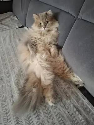 Wuschel Bubi in München