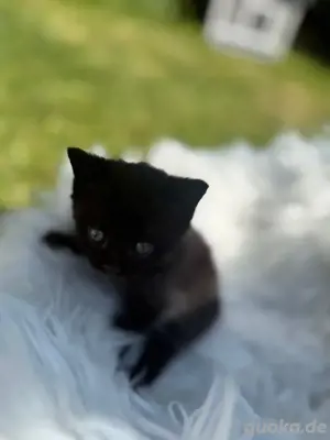 Bkh Kitten schwarz