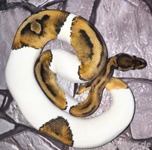 Haltungsaufgabe: Verschiedene Königspython NZ 2022 und NZ 2023 (Hamm möglich)