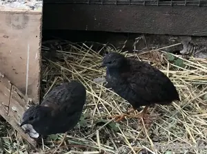 Chinesische Zergwachten, Paar