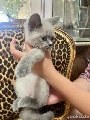 abgabebereit bkh Kitten