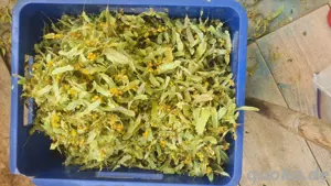 1 Kg frisch getrockneter Lindenblüten Tee 