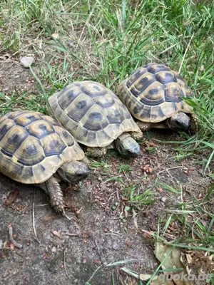 Griechische Landschildkröten, 3 Weibchen THB, NZ 2014 2015