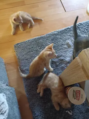 BKH Maincoon Mix kitten 