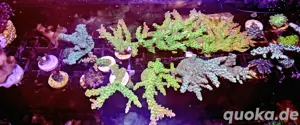 SPS Meerwasser Korallenableger
