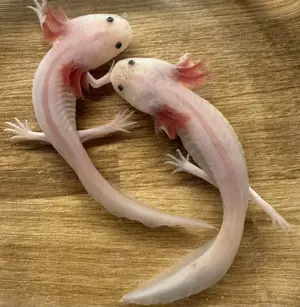 Axolotl - eigene Nachzucht - schöne Weißlinge - einzeln, zu 2., oder zu 3.