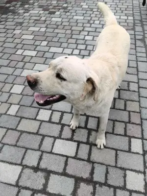 Leif   fröhlicher Hund mit großem Herzen Bild 2