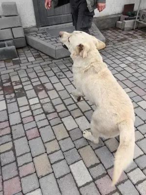 Leif   fröhlicher Hund mit großem Herzen Bild 6