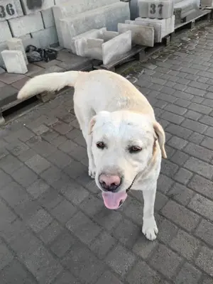 Leif   fröhlicher Hund mit großem Herzen Bild 3