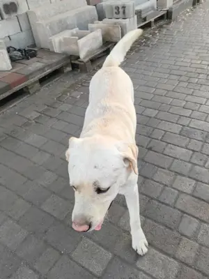 Leif   fröhlicher Hund mit großem Herzen Bild 4