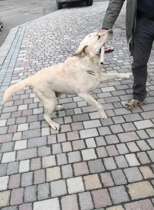 Leif   fröhlicher Hund mit großem Herzen Bild 5