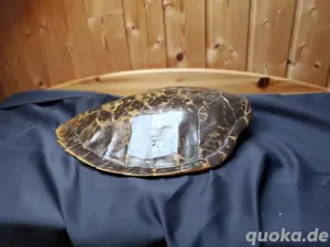 verschiedene tierpräparat