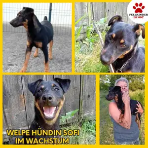 Süße Sofi sucht ein Zuhause oder eine Pflegestelle