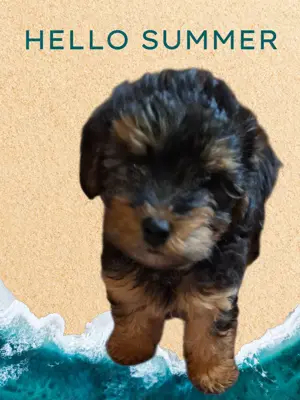 Süüse Yorky Mix Welpen 