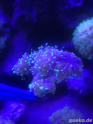 euphyllia NewYorkKnicks meerwasser