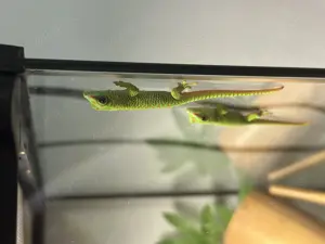 Phelsuma Grandis ( großer Madagaskar Taggecko )
