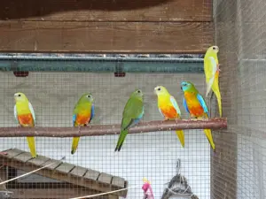 Schönsittiche aus Freivoliere mit Züchternachweis 