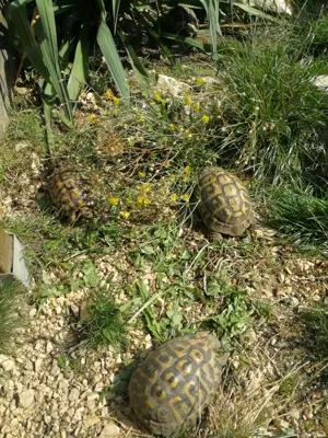 Italienische Landschildkröten Thh von 2025 Bild 5