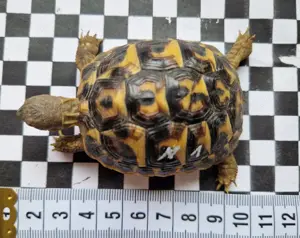 Italienische Landschildkröten Thh von 2025 Bild 7