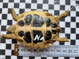 Italienische Landschildkröten Thh von 2025 Bild 8