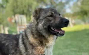 Loyale Raya sucht ländliches Zuhause Bild 6