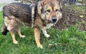 Loyale Raya sucht ländliches Zuhause Bild 8