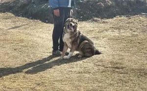 Loyale Raya sucht ländliches Zuhause Bild 9