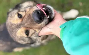 Loyale Raya sucht ländliches Zuhause Bild 7