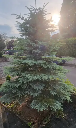 Verschenke Tanne (Weihnachtsbaum) über 2m hoch
