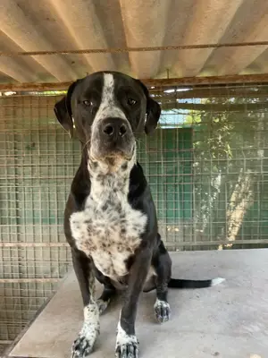 Spike sucht ein Zuhause in ländlicher Umgebung  Bild 4