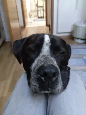 Spike sucht ein Zuhause in ländlicher Umgebung  Bild 3