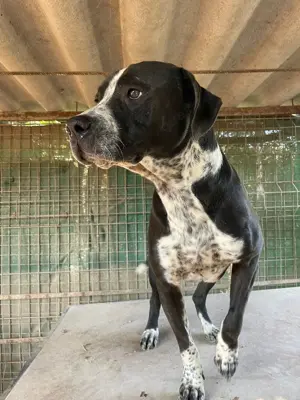 Spike sucht ein Zuhause in ländlicher Umgebung  Bild 6