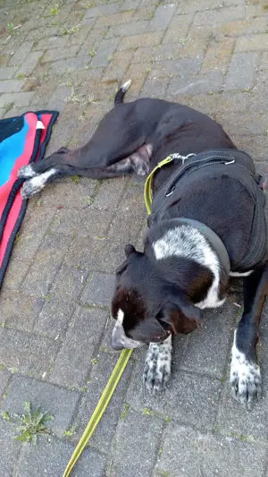 Spike sucht ein Zuhause in ländlicher Umgebung  Bild 5