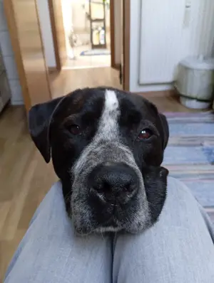 Spike sucht ein Zuhause in ländlicher Umgebung  Bild 2