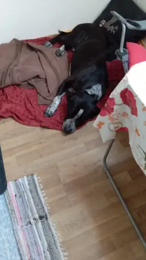 Spike sucht ein Zuhause in ländlicher Umgebung  Bild 7