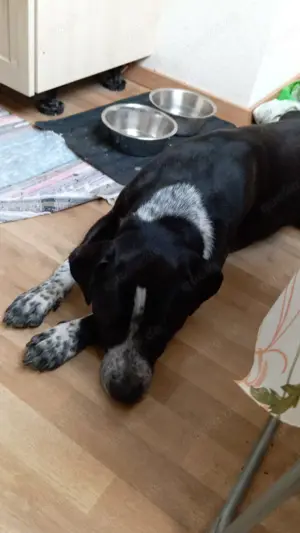 Spike sucht ein Zuhause in ländlicher Umgebung  Bild 9