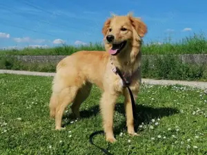 Patta sucht ihr Zuhause