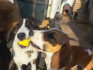 Posavski Gonic Mix Hündin 1J 58cm 22kg bundesweit ausreisebereit  Bild 8