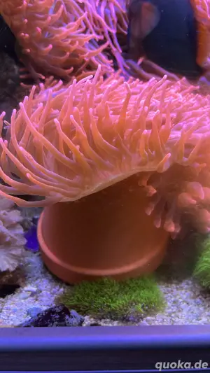 Meerwasser Anemone 