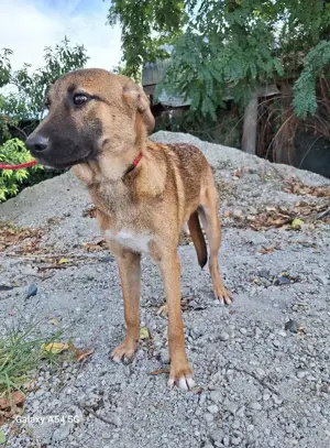 Rüde 219234 stellt sich vor